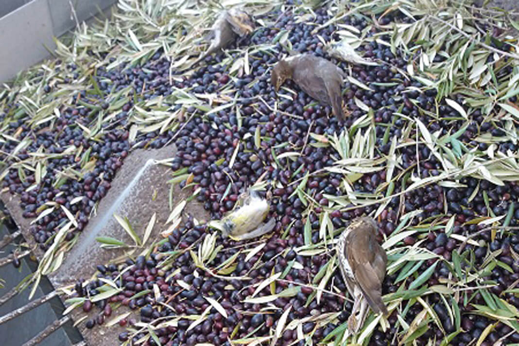 La Junta de Andalucía suspende la recogida nocturna de aceituna en olivares súper intensivos por la masiva muerte de aves